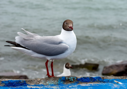 青海湖鳥島