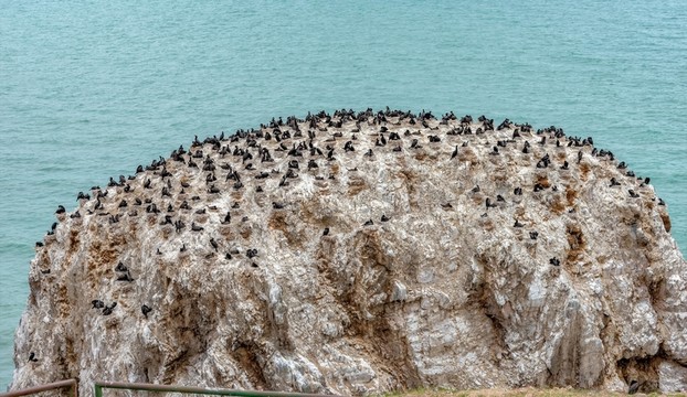 青海湖鳥島鸕鶿島