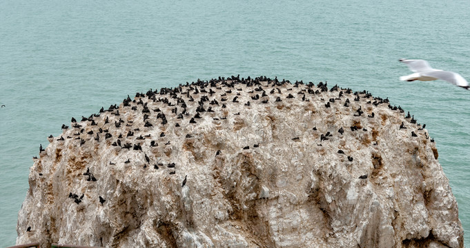 青海湖鳥島鸕鶿島
