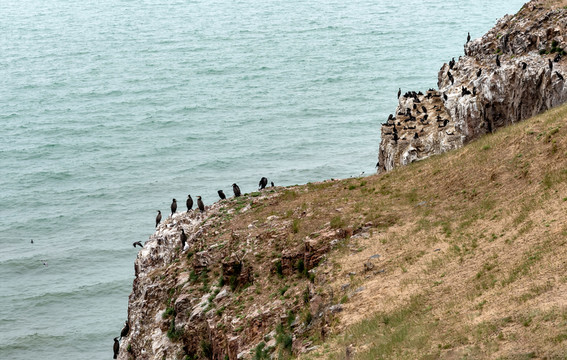 青海湖鳥島鸕鶿島