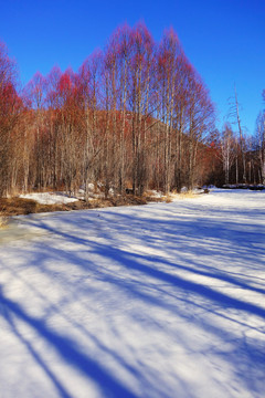 雪原紅柳