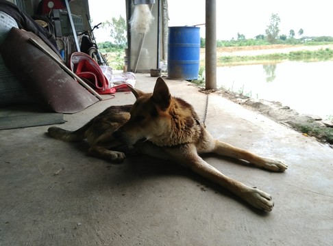 狼狗
