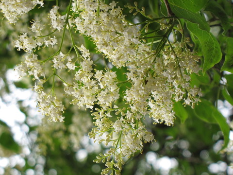 未名花