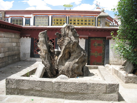 老柳樁