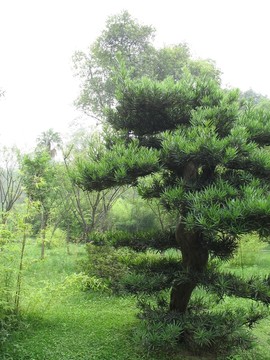 松柏