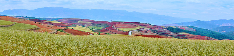 麥田和紅土地