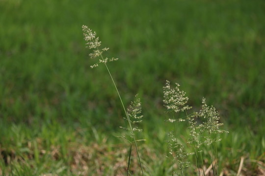 小草