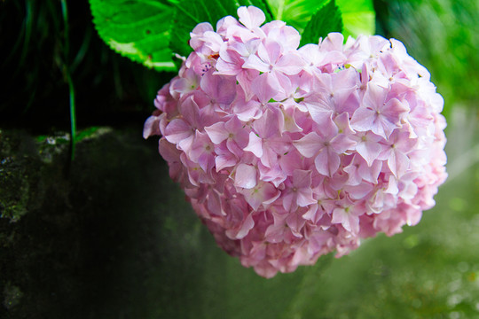 心形繡球花