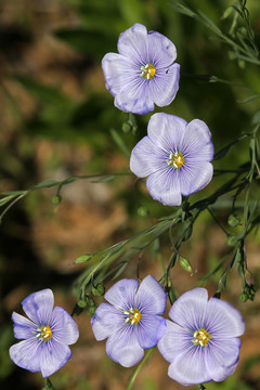 藍(lán)色小花 藍(lán)亞麻