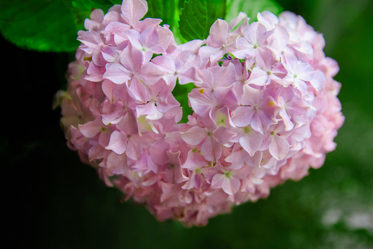 愛(ài)心八仙花