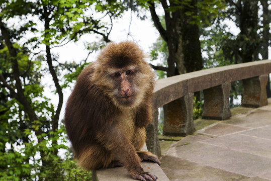 四川峨眉山靈猴