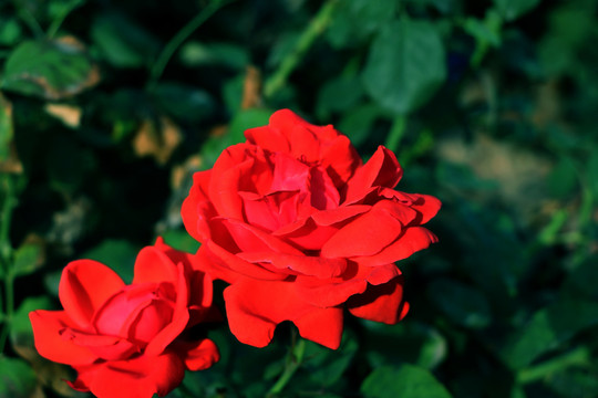 紅色月季花