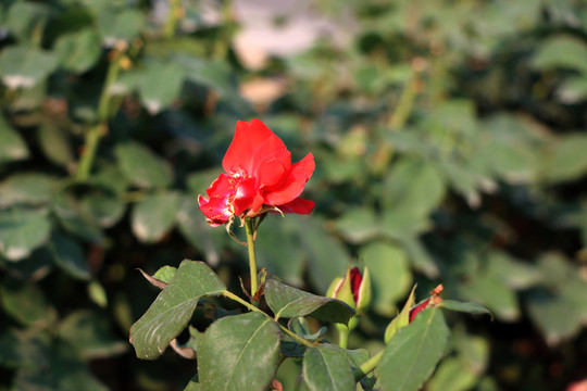 紅色月季花