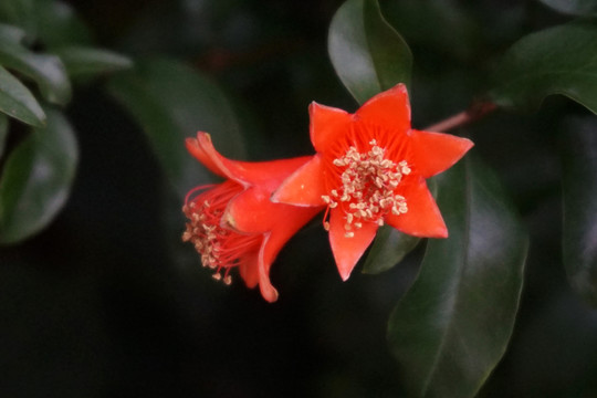 石榴花
