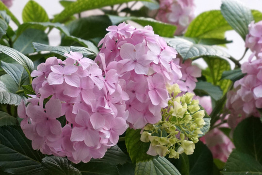 繡球花