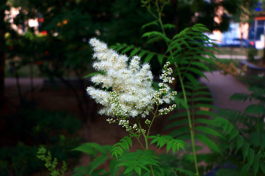 白色小花