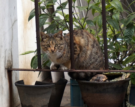 花貓