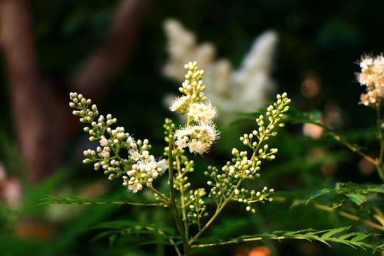 白色小花