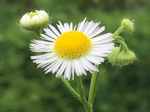 小雛菊