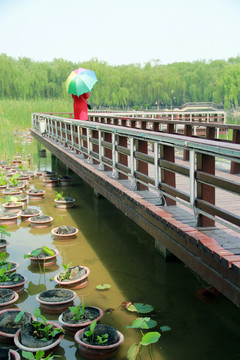 公園 觀景