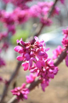 紫荊