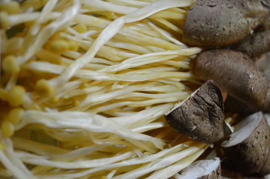 菇類