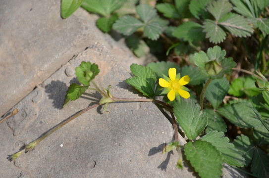 小黃花