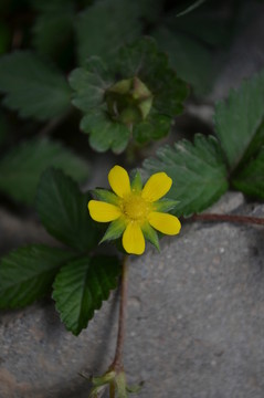 小黃花