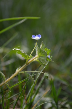 小藍(lán)花