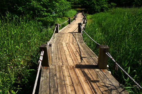 陽光下的濕地棧橋