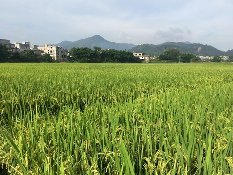 田野
