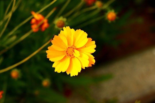 I黃色菊花