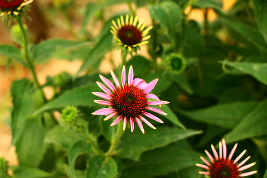 粉色野菊花