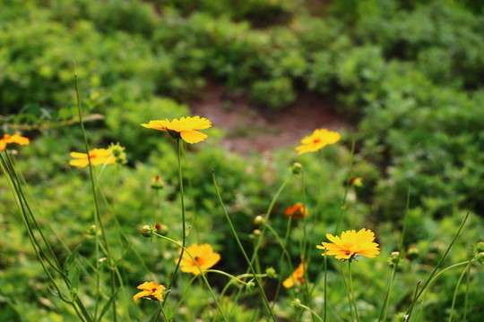 黃色野菊花
