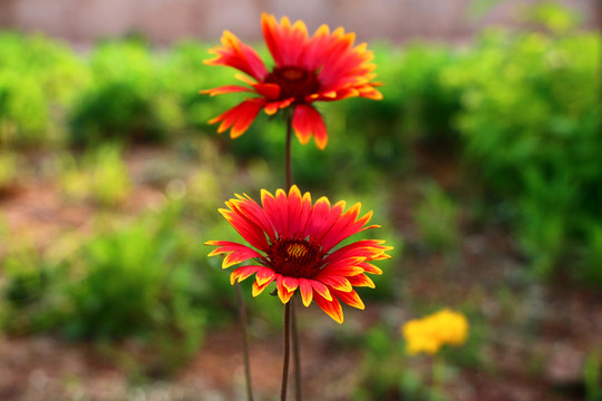 紅色野菊花