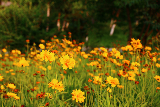黃色野菊花
