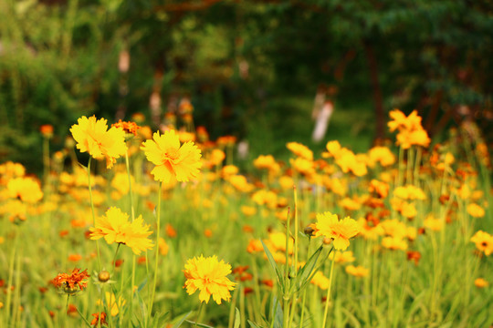 黃色野菊花