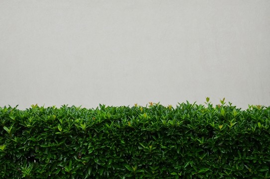 植物背景墻