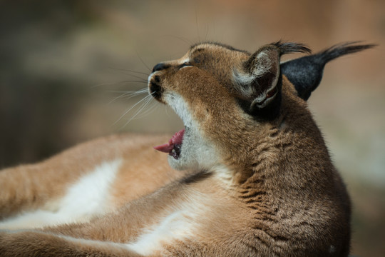 獰貓