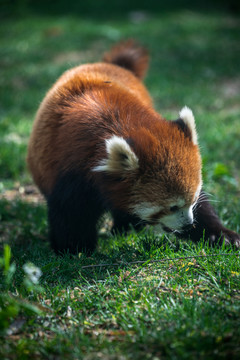 小熊貓