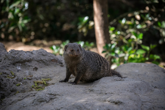 獴
