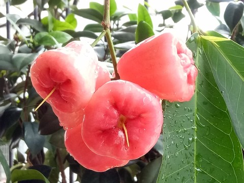 蓮霧 洋蒲桃 紫蒲桃 水蒲桃