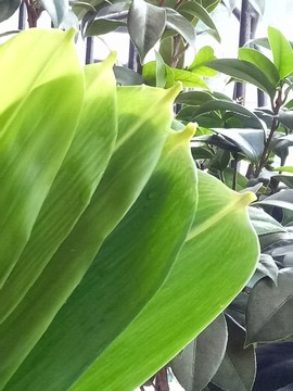 中國節(jié)日 端午 粽葉