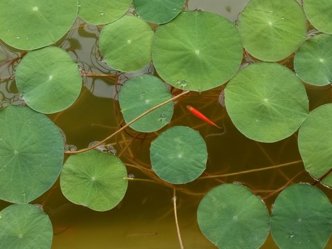 池上蓮花