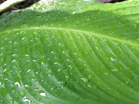 綠