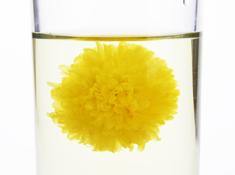 皇菊 菊花茶