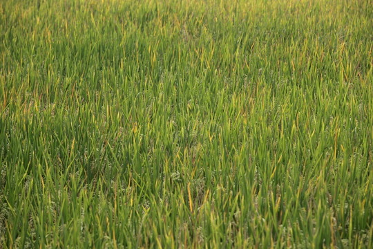 稻田