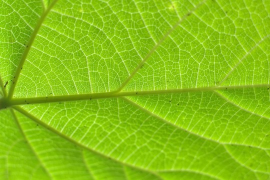 樹葉紋理