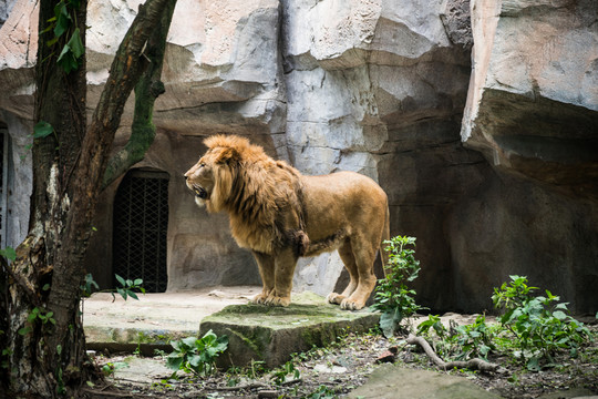 雄獅