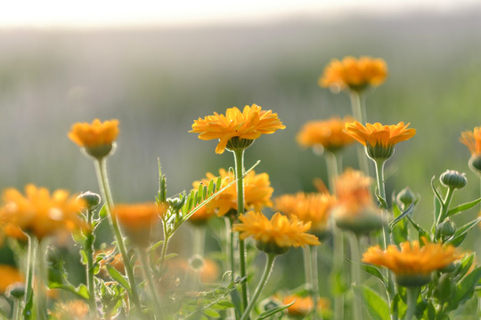 黃菊花